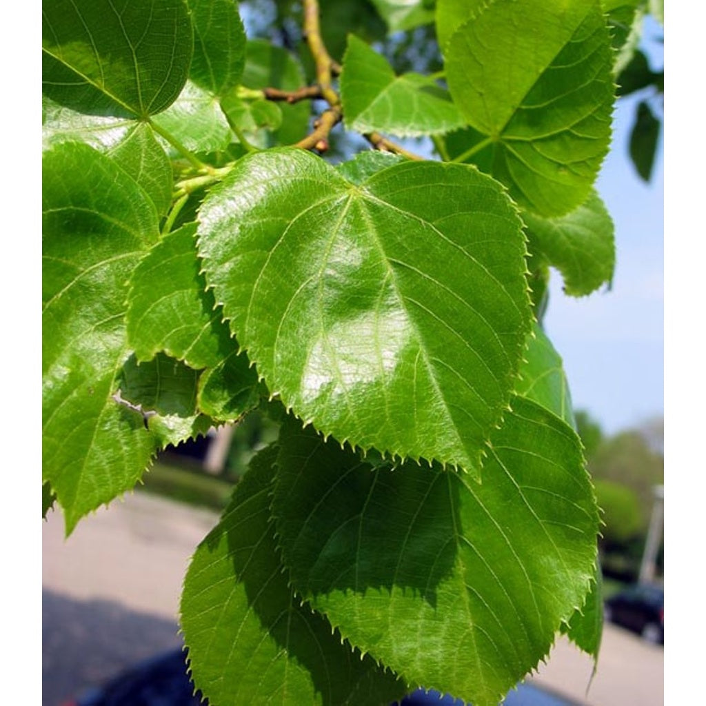 Storlind – Tilia platyphyllos - 12/14 RB